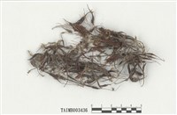 藏品(小金髮苔屬)的圖片